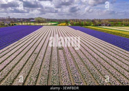 Vista aerea dei droni delle file di Giacinto bianco e rosa pallido (Hyacinthus orientalis) che si ritirano in una prospettiva drammatica con un vivace Giacinto stri viola profondo Foto Stock