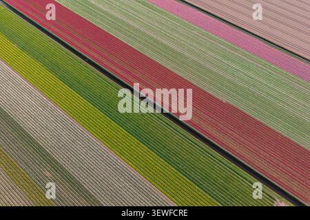 Vista diretta del drone sopra la testa delle strisce diagonali del campo di bulbo Bollenstreek in rosso, rosa, giallo, verde e bianco tulipano (Tulipa) e Giacinto (Hyac Foto Stock