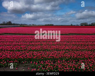 Vista ravvicinata a livello del suolo delle file dense di tulipani rosso e magenta-rosa (Tulipa) nel Bollenstreek, la regione dei bulbi olandesi intorno a Keukenhof e Lisse a Sou Foto Stock