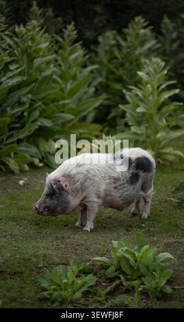 Piccolo maiale maculato con panciute in erba con rigoglioso sfondo di piante verdi. Perfetto per contenuti in fattoria, natura o stile di vita. Foto Stock