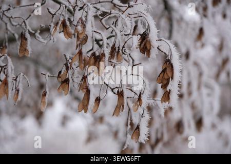 Primo piano, bassa profondità di campo di rami di alberi appassiti e samara brune ricoperte di rime pesante e neve in inverno. Foto Stock