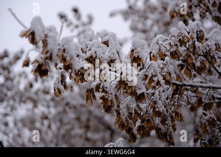 Rami di alberi secchi e foglie marroni ricoperti di neve pesante in inverno Foto Stock