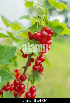 Foto ravvicinata verticale di pesanti grappoli di ribes rosso maturo appesi a un ramo verde con un morbido sfondo bokeh. Coltivazione naturale della frutta Foto Stock