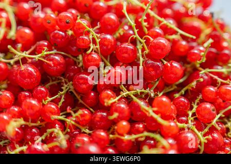 Foto macro dettagliata incentrata su diversi bacche di ribes rosso maturo con sfondo bokeh morbido. Fonte naturale di antiossidanti e vitamina C. Sweet e. Foto Stock