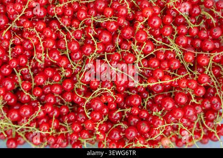 Una vivace foto macro full-frame di frutti di ribes rossi freschi e succosi. Sfondo naturale perfetto per alimenti salutari, agricoltura o estate Foto Stock