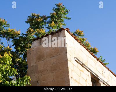 Albero invasivo di specie paradisiache che cresce da un vecchio edificio sbriciolato sotto un cielo blu Foto Stock
