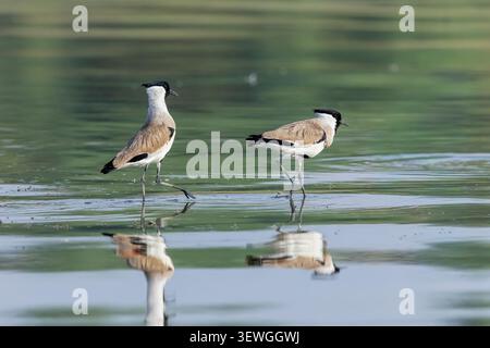 Un fiume Lapwing (Vanellus duvaucelii) sorge lungo il fiume Chambal durante il Palighat Chambal Crocodile Safari, India. Foto Stock