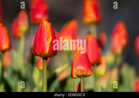 Primo piano di tulipani tulipani Tulipa «Okura» di colore giallo-rossastro e giallo-oro che brillano nella calda luce del sole serale, con un morbido sfondo bokeh. Foto Stock