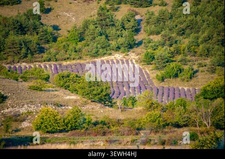 Piante di lavanda che crescono in filari creando un bellissimo paesaggio agricolo su una collina Foto Stock