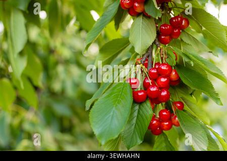 Ciliegie rosse mature che crescono sul ramo d'albero con foglie verdi Foto Stock