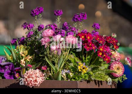 Variopinto assortimento di fiori primaverili in vaso, tra cui ranunculus, primrose, fiori da parati, pansie, giacinti e tulipani che fioriscono in una piantatrice all'aperto. Foto Stock