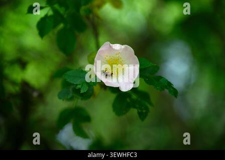 Insetti che raccolgono polline all'interno del fiore di rosa. Api o bumblebee che raccolgono polline all'interno della rosa in movimento. Foto Stock