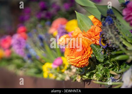 Vibrante composizione floreale primaverile con ranuncolo arancione, tulipani, pansie, giacinti d'uva e fiori stagionali in una piantatrice all'aperto. Foto Stock