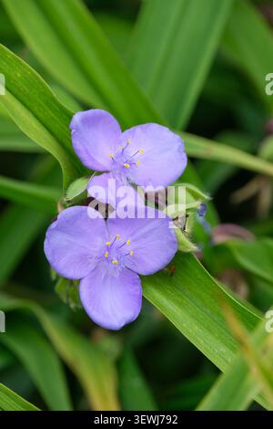 Tradescantia virginiana, vergine comune, foglie verdi strette, ammassi di fiori viola chiaro a tre petali Foto Stock
