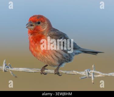 Ritratto a livello di occhio di una casa maschile finch ha catturato a metà canzone su una recinzione di filo spinato. Palo alto Baylands, Contea di Santa Clara, California. Foto Stock