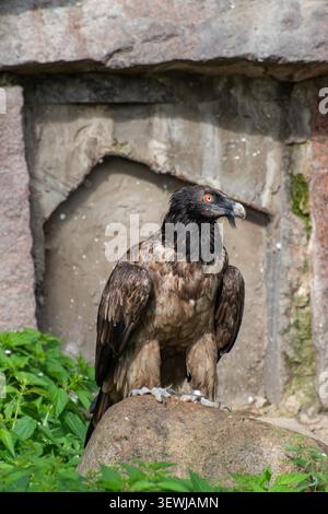 Avvoltoio in piedi su roccia vicino a parete di pietra colpo verticale Foto Stock
