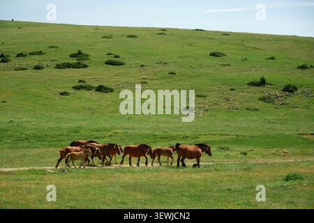 Un'ampia foto a tutta lunghezza di una mandria di cavalli selvatici bruni e piccoli puledri che camminano insieme in fila attraverso un lussureggiante campo di erba verde con una grande collina Foto Stock