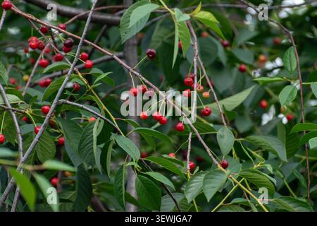 Ciliegie rosse mature che crescono sui rami degli alberi nel giardino estivo Foto Stock