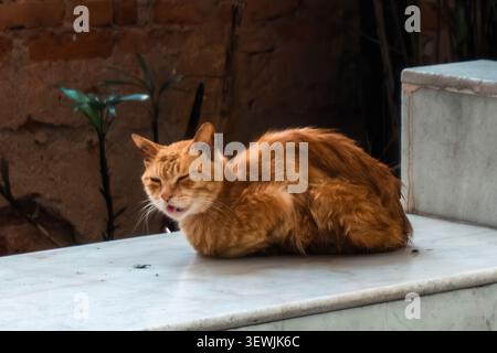 Contenuto gatto dello zenzero che poggia su un gradino di marmo all'esterno contro le pareti di mattoni. Foto Stock