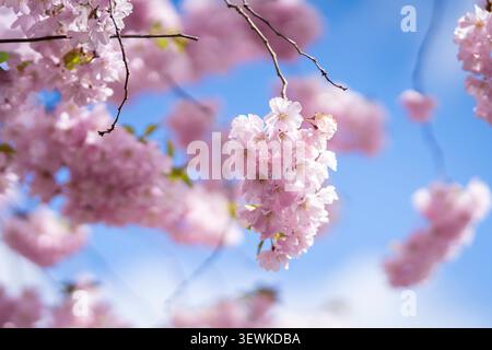 I delicati fiori rosa del ciliegio fiorito "accolade" (Prunus x subhirtella "accolade") fioriscono contro un cielo primaverile azzurro. Foto Stock