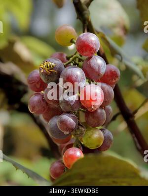 Vista ravvicinata delle uve mature rosse e viola raggruppate sulla vite con una vespa gialla e nera che si nutre del frutto, evidenziando la vendemmia estiva Foto Stock