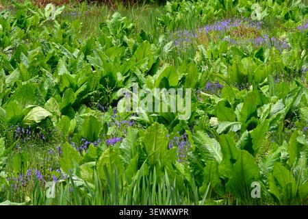 Campanelli tra lussureggianti foglie di cavolo Skunk, Lysichiton americanus UK Garden May Foto Stock