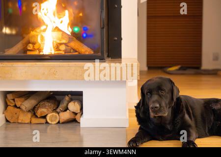 Black Labrador Retriever si trova vicino al caminetto della casa Foto Stock