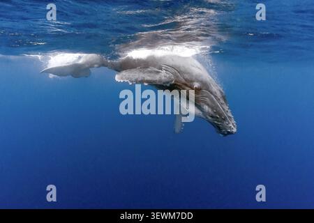 Scattata durante un viaggio di snorkeling a Tonga. La megattera ha una settimana. Sono molto curioso di noi e continuavano a nuotare fino a noi. Foto Stock