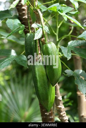 Papaya, Babaco o Champagne, Vasconcellea x heilbornii; sin. Carica x pentagona, Caricaceae. Ecuador, Sud America. Foto Stock