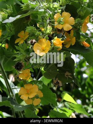 Manna indiana pelosa, Abutilon grandifolium, Malvaceae. America tropicale e Africa centrale e meridionale. Abutilon grandifolium, il peloso malto indiano. Foto Stock