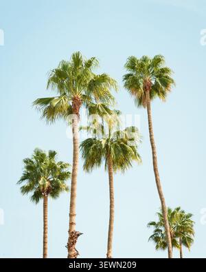 Le palme in Palm Springs, California Foto Stock