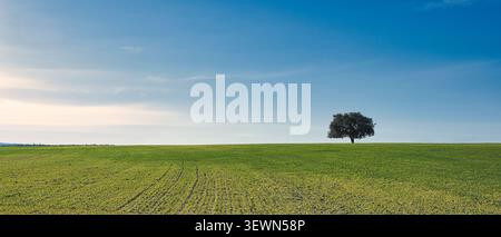 Leccio solitario in un verde campo agricolo vicino a Navalcarnero, Madrid, Spagna. Foto Stock