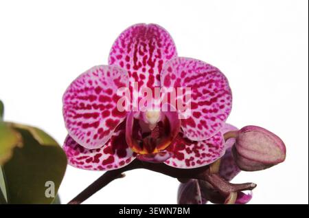 Fioritura dell'orchidea phalaenopsis macchiata di rosa vivace e boccioli di fiori isolati su un semplice sfondo bianco Foto Stock