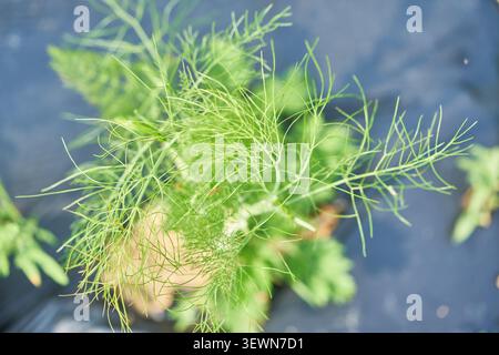 Delicate foglie verdi piume prosperano in un giardino all'aperto illuminato dal sole che mostra una pianta culinaria biologica coltivata con metodi di coltivazione sostenibili. Foto Stock