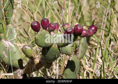Fusti di fico d'India con frutti viola maturi che crescono tra la vegetazione erbosa secca nella boscaglia australiana Foto Stock