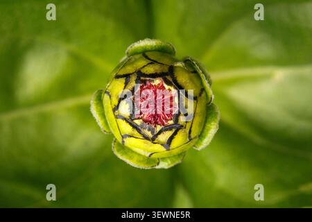 Testa di fiori di Zinnia che si apre dall'alto, mostrando il centro rosso e i petali verdi, vista dall'alto macro da vicino Foto Stock