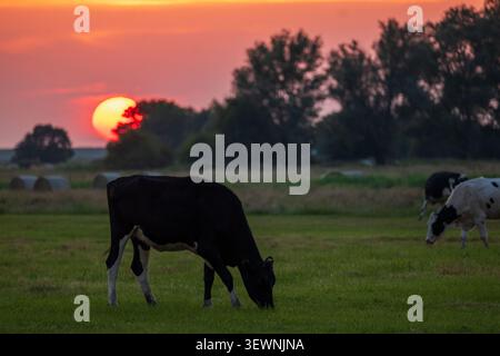Due vacche da latte Holstein che pascolano al tramonto Deep Red Summer nel terreno agricolo di Butjadingen con balle di fieno Foto Stock