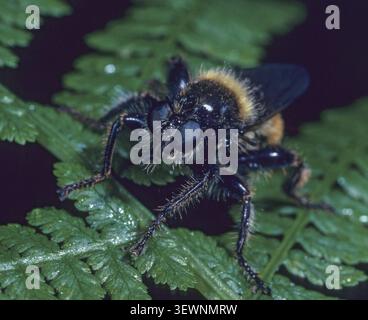 Bumblebee Robberfly, Yellow Murder Fly, Laphria Flava, Murder Fly, diptera, insetti, mosche predatorie, uccelli a due ali Foto Stock