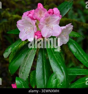 Fiori rosa dell'inizio dell'estate di rododendro yakushimanum ibrido Regno Unito maggio Foto Stock