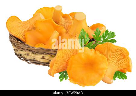 Funghi canterelle in un cestello di vimini isolato su sfondo bianco Foto Stock