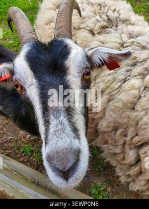 Una capra bianca e nera con corna ricurve guarda direttamente alla telecamera, con una pecora visibile sullo sfondo di un'azienda agricola in Estonia. Foto Stock