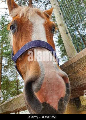 Un curioso cavallo di castagno raggiunge il naso verso la telecamera di una recinzione in una fattoria in Estonia. Foto Stock