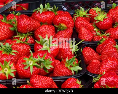 Un sacco di fragole fresche del giardino, rosso brillante con semi e foglie verdi, una sana delizia estiva ricca di vitamine. Organizzato in cesti in vendita, macr Foto Stock