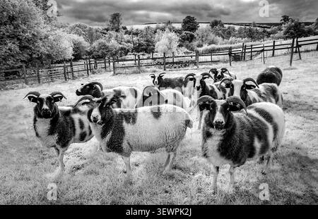 Pecore giacobini sotto cieli splendenti guardiani senza tempo della campagna inglese e lo spirito duraturo dell'allevamento tradizionale Foto Stock