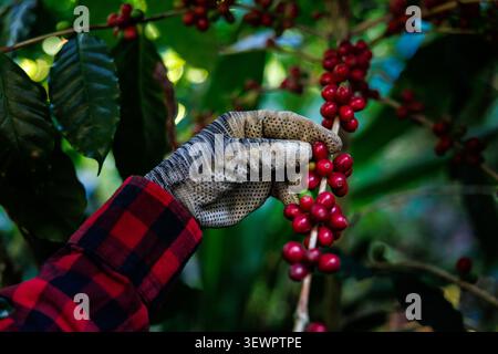 Vista ravvicinata di una mano con i guanti che raccoglie ciliegie di caffè rosse mature da un ramo verde durante la raccolta in una piantagione. Foto Stock