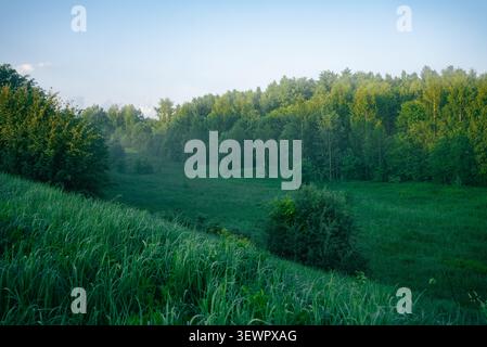 La nebbia mattutina attraversa una valle della foresta, illuminando l'erba verde lussureggiante e gli alberi mentre la luce del sole perfora la foschia atmosferica, catturando un rinfrescante paesaggio estivo Foto Stock