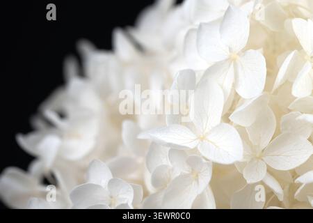 Primo piano con messa a fuoco macro orizzontale Hydrangea di fiori bianchi densi, texture di sfondo full frame Foto Stock