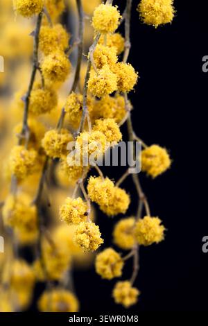 Primo piano verticale a Mimosa di fiori di acacia Dealbata giallo dorato appesi su sfondo nero scuro Foto Stock