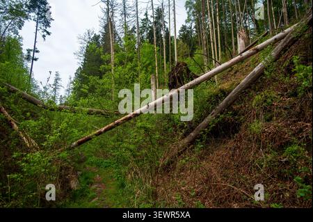 Alberi caduti che bloccano un sentiero escursionistico nella foresta dopo una potente tempesta di vento nel bellissimo paradiso boemo, Repubblica Ceca, che mostra danni causati dalla tempesta Foto Stock