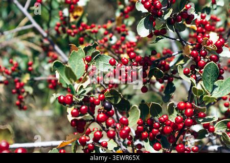 Rhamnus alaternus (spinoso italiano) con bacche rosse e nere che crescono su una collina mediterranea vicino a Cap d'Ail, in Francia Foto Stock